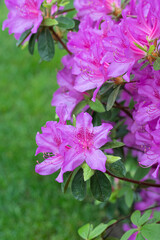 Wall Mural - Bright pink azalea blooms with green grass behind