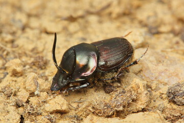 The dung beetle Onthophagus illyricus male in a natural habitat