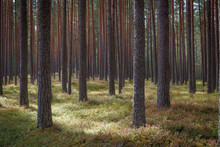 Pine Forest. Summer. Daytime. Estonia. Inside The Woods.