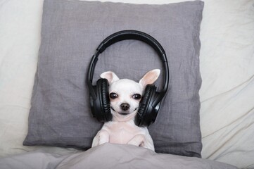 A small white chihuahua dog listens to music in big black headphones while lying in bed with a happy expression and looks at the camera.