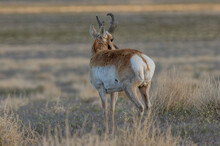 Pronghorn Antelope Buck In Utah
