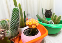 Cacti In Basins On The Floor And A Cat
