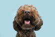 Close-up brown poodle puppy dog sticking tongue out. Isolated on blue background