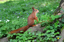  Portrait Of The Red  Cute Squirrel In A Spring Park. Red Squirrel Sits On Her Hind Legs Near The Tree Crown And Scratches Her Front Paw. Wild Animals Outdoors Photo
