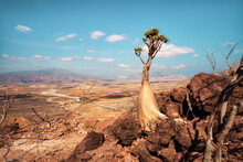 Bottle Tree In Central Socotra, Yemen, Taken In November 2021