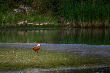 Wall Mural - Female ruddy or brahminy shelduck, Tadorna ferruginea, standing on the ground