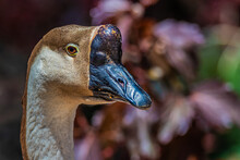 Portrait Close Up Of A Goose