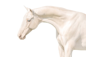 Wall Mural - akhal teke horse isolated on white