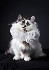 Wall Mural - funny black and white munchkin cat like a pierrot. Pet on a black background in studio