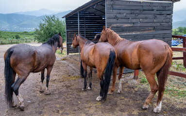 Sticker - horses on a farm