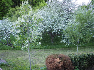 Poster - trees in the garden