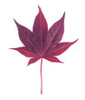 Klon Japoński, czerwony liść na białym tle