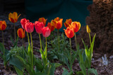 Fototapeta Tulipany - Tulipany, tulipany w ogrodzie, kwiaty tulipanów, kolory wiosny, wiosenne kwiaty, kwiaty i swiatło, kwiaty oświetlone promieniami słońca, Macro kwiaty, macro tulipany, Tulips, tulips in the garden, tul