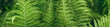 Tekstura zielonych  wiosennych  liści paproci z nieostrym przyciemnionym  tłem. Panorama, tapeta.
