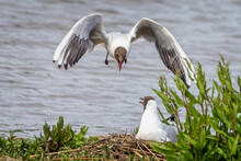 Black Headed Gull In The Air Attacking A Female Black Headed Gull On Nest