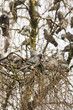 Pigeons resting in tree