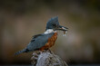 Southamerican Kingfisher with chinook salmon
