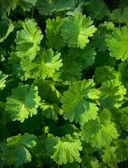 Geranium molle, the Dove's foot Crane's bill or Dovesfoot Geranium. Natural Green foliage background. Geranium molle, the Dove's foot Crane's bill or Dovesfoot Geranium, is an annual herbaceous plant.