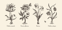 Botanical Victorian Illustration. Flower Monochrome Set. Engraved Vintage Style. Fritillaria Imperialis, Fritillaria Meleagris, Narcissus And Peony. Vector Isolated Design On A White Background.  