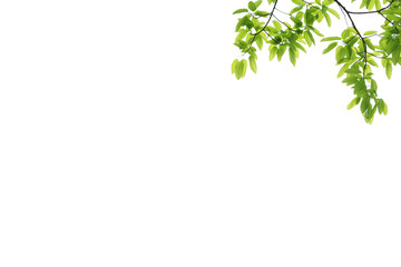 blooming spring branch frame s, blossom, flowering trees, pastel spring summer, photo frame , png