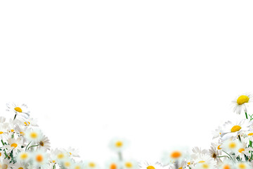 Wall Mural - Flower Photo Overlay, grass summer spring flowers, Photoshop overlay, png