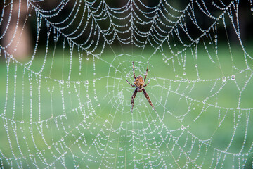 spider on web
