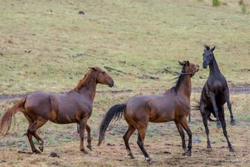 Canvas Print - Horses playing