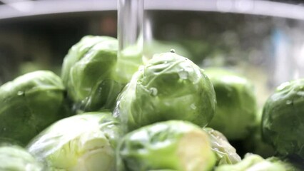 Wall Mural - Rinsing Fresh Sprouts