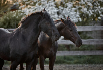 Canvas Print - Thoroughbred horses walk in a corral on a farm