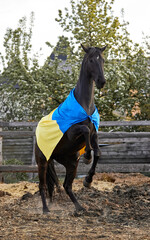 Canvas Print - Beautiful black horse with Ukrainian flag