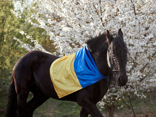 Canvas Print - Friesian stallion with a long mane in a blooming garden with the flag of Ukraine