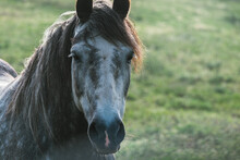 Dapple Grey Horse Close Up