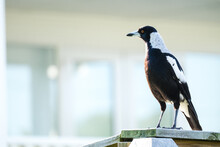 Magpie On A Fence.
