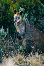 Wallaby In The Shrubs.