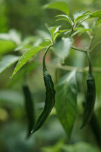 Green Chili On The Tree