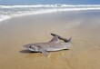 A spiny dogfish shark on the beach being caught and released in the water