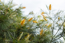 Yellow Grevillea Flowers On Native Bush