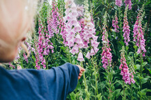 Small Child Reaching For Foxglove Flower