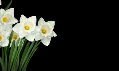 Poster - White flower lilies on black background