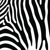 Fototapeta Konie - Zebra Motifs Pattern. Animal-Print Series. Vector Illustration