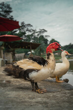 Muscovy Duck With Red Facial Skin Or Spots Surrounding The Eyes. Livestock Duck In The Beautiful Park Garden Of Shah Alam Bukit Jelutong Eco Community Park Malaysia.