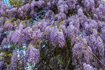 Canvas Print - wisteria, glicinia flowering wine in the garden