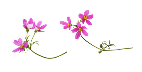 Wall Mural - set od pink cosmos flowers isolated
