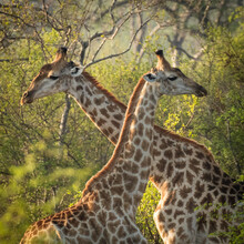Giraffes Will Play And Fight Using Their Long Necks To Whip Each Other