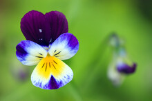 Viola Tricolor Wild Flower Also Known As Wild Pansy Close Up Full Frame