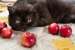 Cute cat plays with ripe red apples