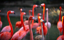 Pink Flamingo In Nature. Phoenicopterus Ruber In Close Contact With The Female. Beauty Flamingos.