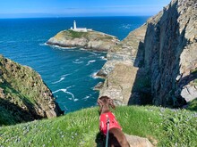 Dog At South Stack Lighthouse Tourist Attraction Anglesey Wales