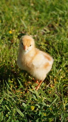 Wall Mural - baby chicken in grass