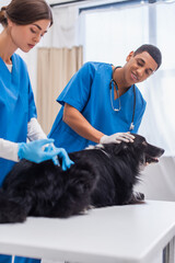 Wall Mural - Smiling african american veterinarian petting border collie while colleague doing vaccination in clinic